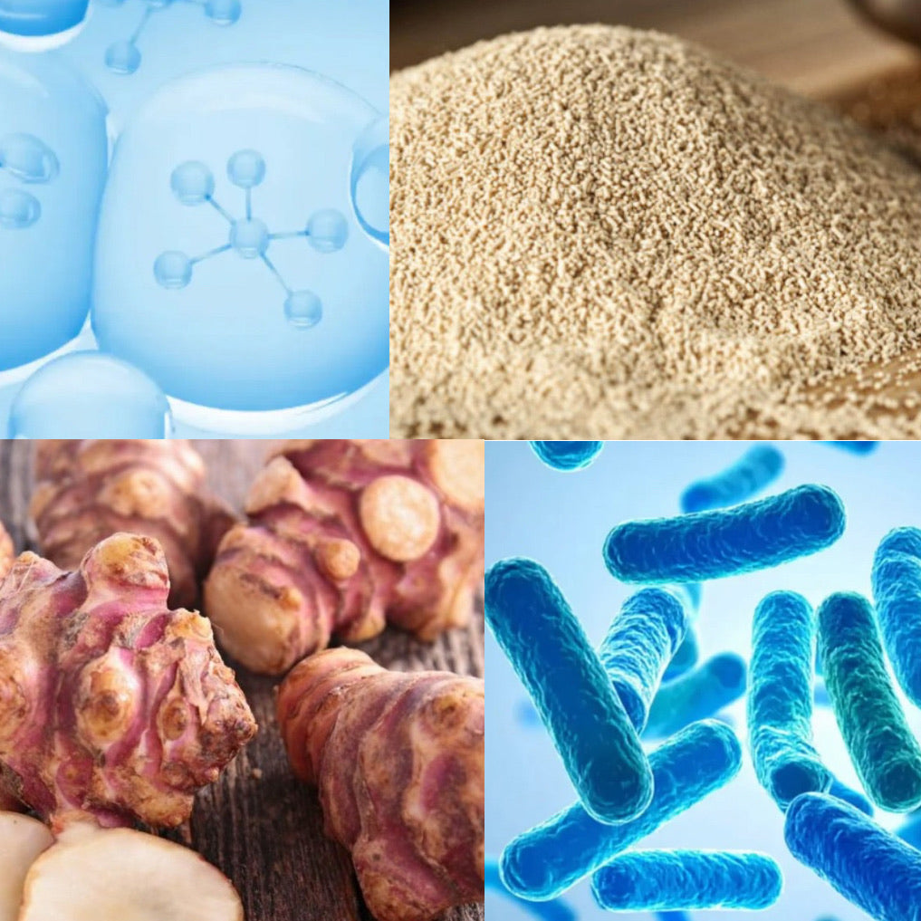 Complément Digestion