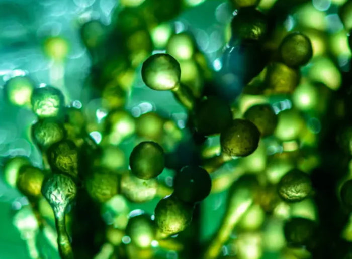 Huile d algues omega-3