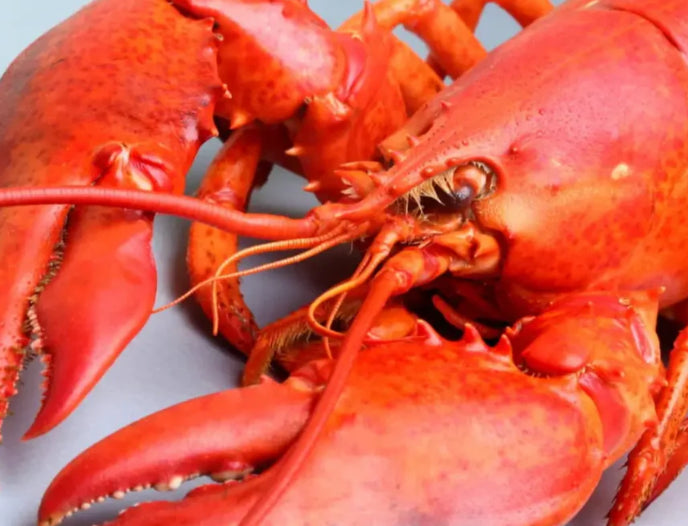 Glucosamine + MSM + Chondroitine