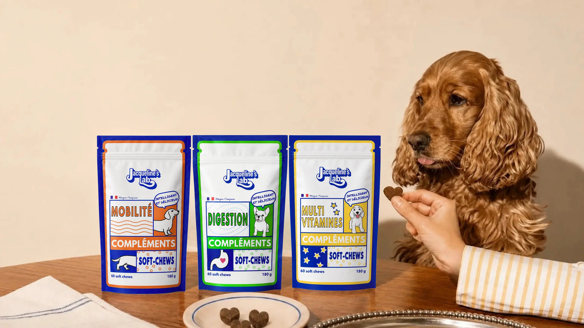 Un chien cocker attabl&eacute; re&ccedil;oit un soft-chew Jacqueline&rsquo;s Lab, les trois sachets de compl&eacute;ments pour chien pos&eacute;s devant lui