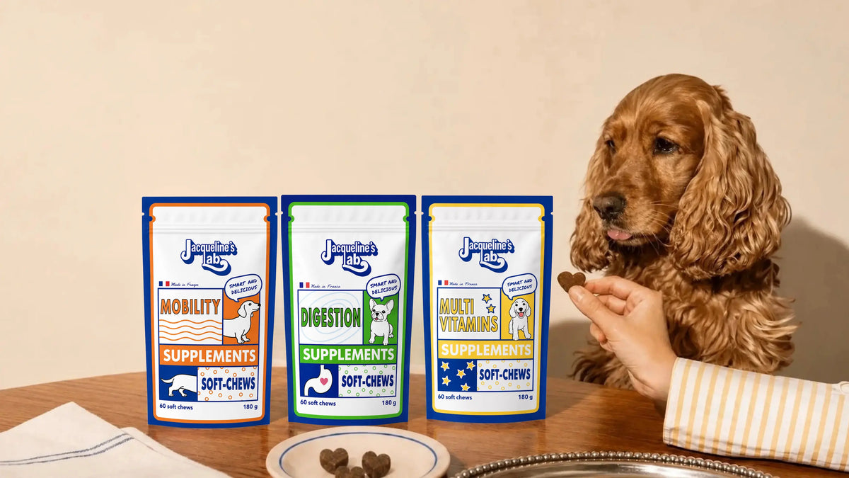 A cocker spaniel at the table receives a Jacqueline&rsquo;s Lab soft chew, with the three dog supplement pouches set out in front of them