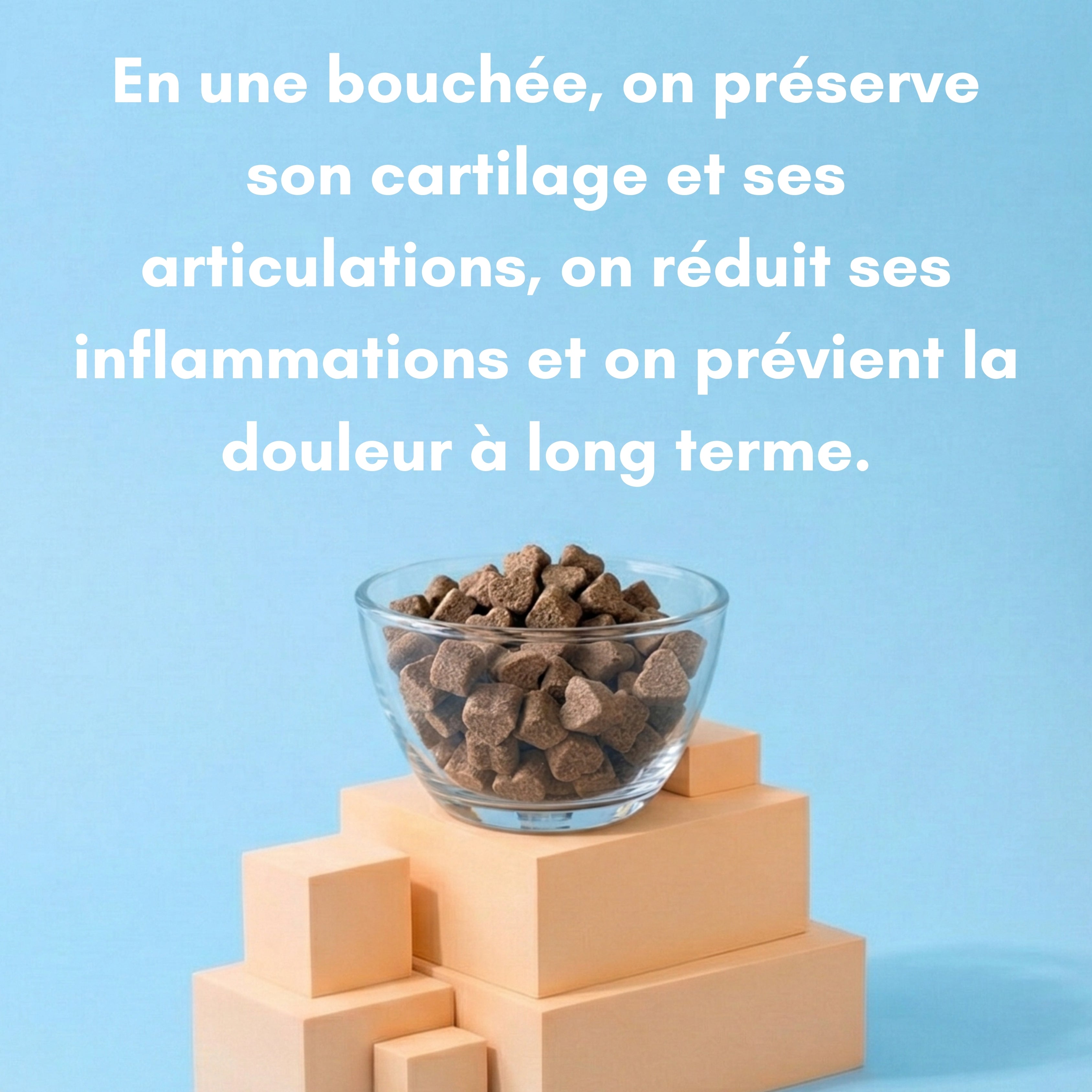 Mobilité – Complément articulaire pour chien