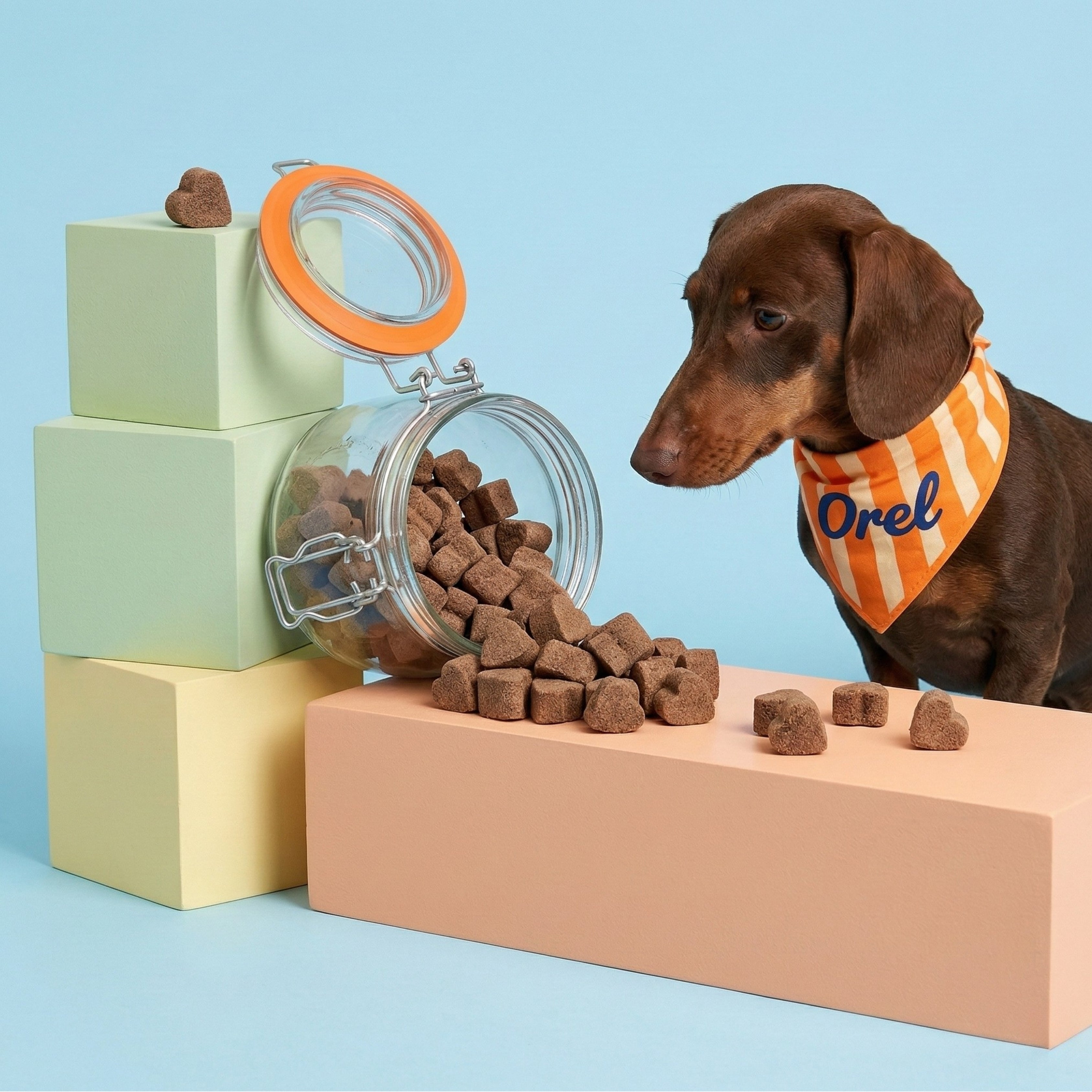 Mobilité – Complément articulaire pour chien