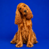 Chien étape 1