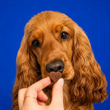 Chien étape 2