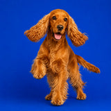 Chien étape 3