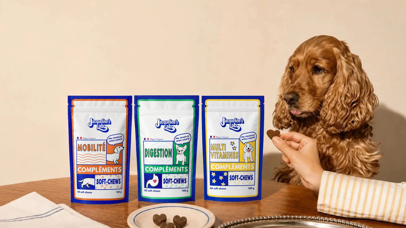 Un chien cocker attabl&eacute; re&ccedil;oit un soft-chew Jacqueline&rsquo;s Lab, les trois sachets de compl&eacute;ments pour chien pos&eacute;s devant lui