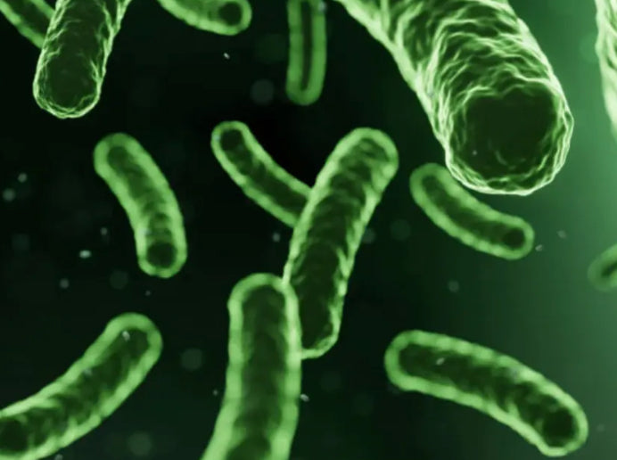 Probiotiques vivants